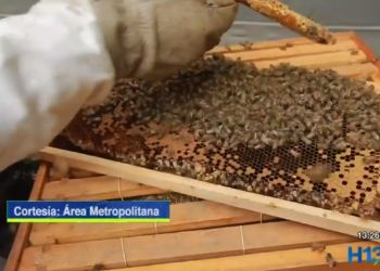 abejas