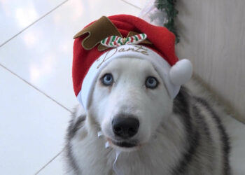 Alborada canina